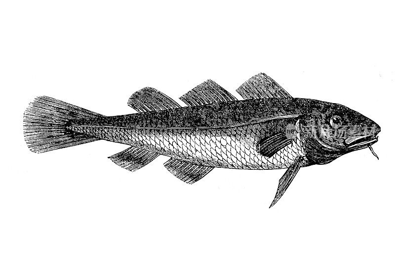 大西洋鳕鱼（Gadus morhua）